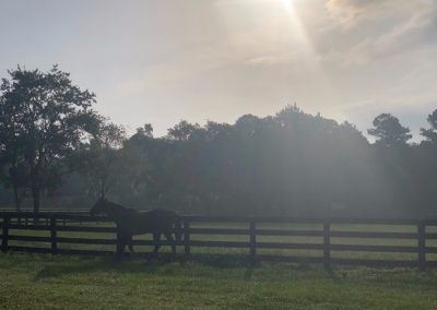 de Meric Thoroughbred Sales Ocala Marion County Founder Horse Farms Forever