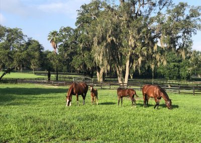 de Meric Thoroughbred Sales Ocala Marion County Founder Horse Farms Forever