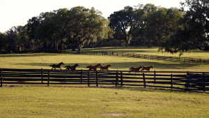 Tami-Bobo-First-Finds-Farm-Founder-Horse-Farms-Forever