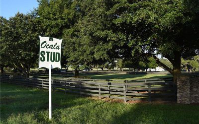 Ocala Stud – Learn About the Oldest Active Thoroughbred Operation in Florida