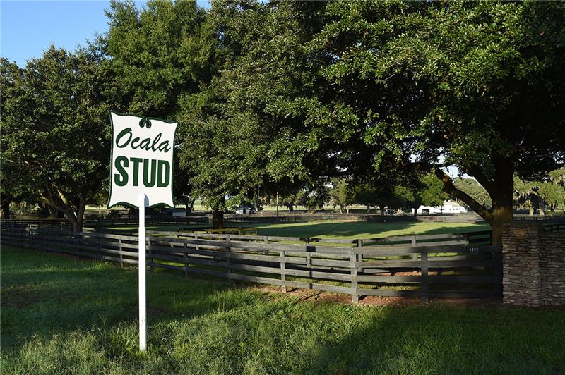 Ocala Stud – Learn About the Oldest Active Thoroughbred Operation in Florida