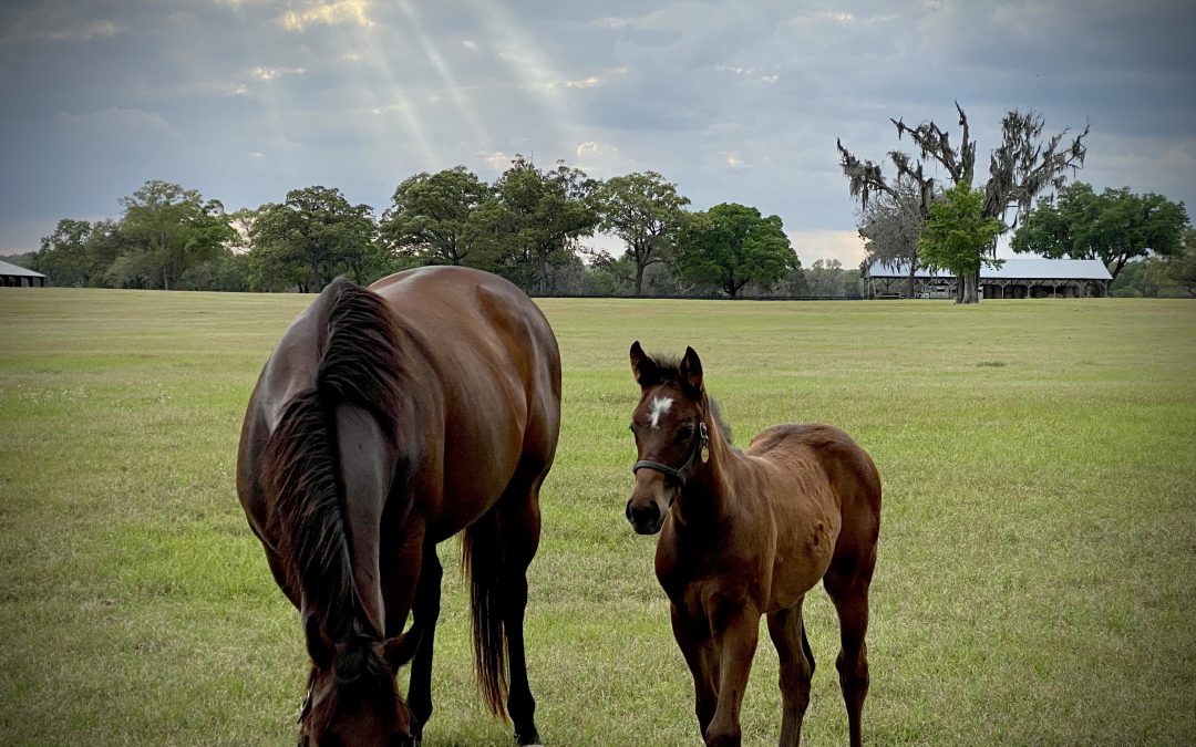 From the Star Banner: Planning and Zoning Board Advises Reining in Sprawling World Equestrian Center