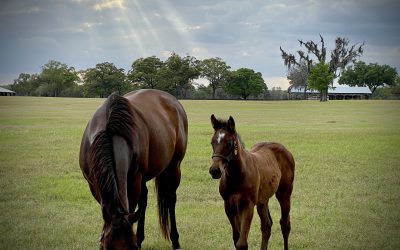 From the Star Banner: Planning and Zoning Board Advises Reining in Sprawling World Equestrian Center