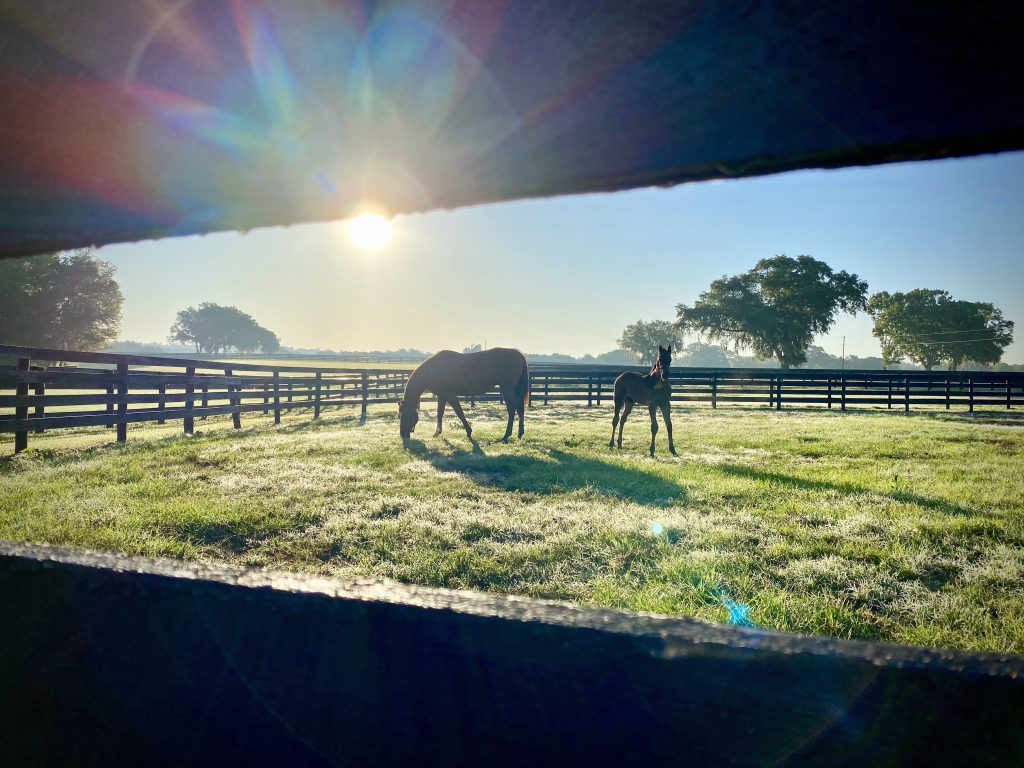 Horse Farms Forever to Speak at Zoning and Planning Meeting...and how