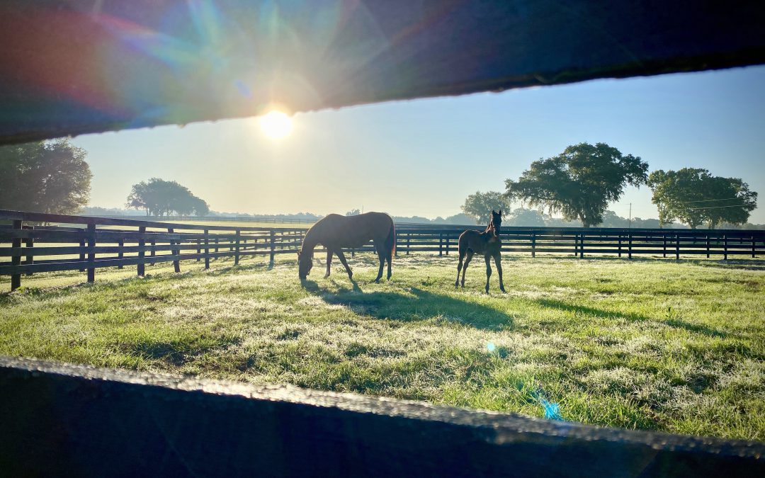 Horse Farms Forever to Speak at Zoning and Planning Meeting…and how you can, too