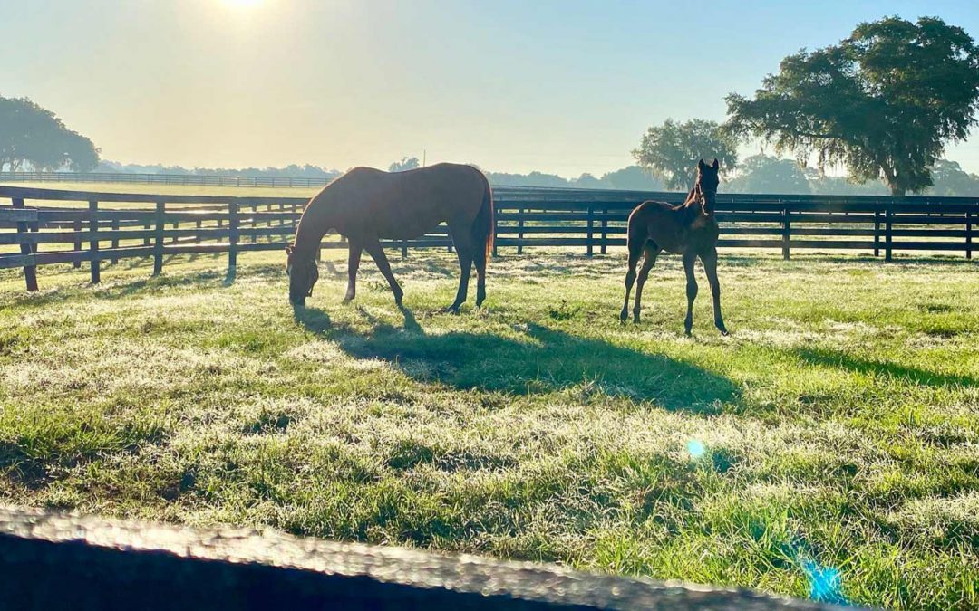 Busy Byerly: Golden Ocala and World Equestrian Center Deserve Our Thanks