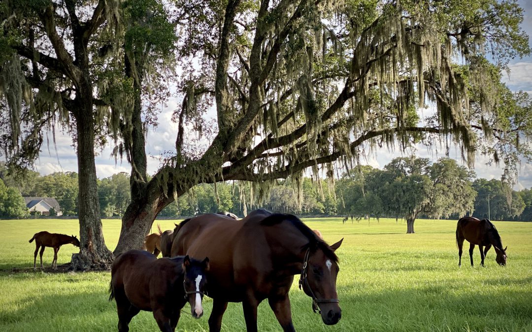 Double Gate ATV Park Neighbor Sweet Dixie South Urges Denial of Special Use Permit