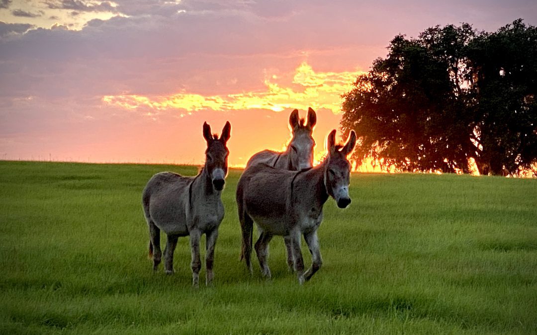 Ears Up! We’re Watching a New Development Threat