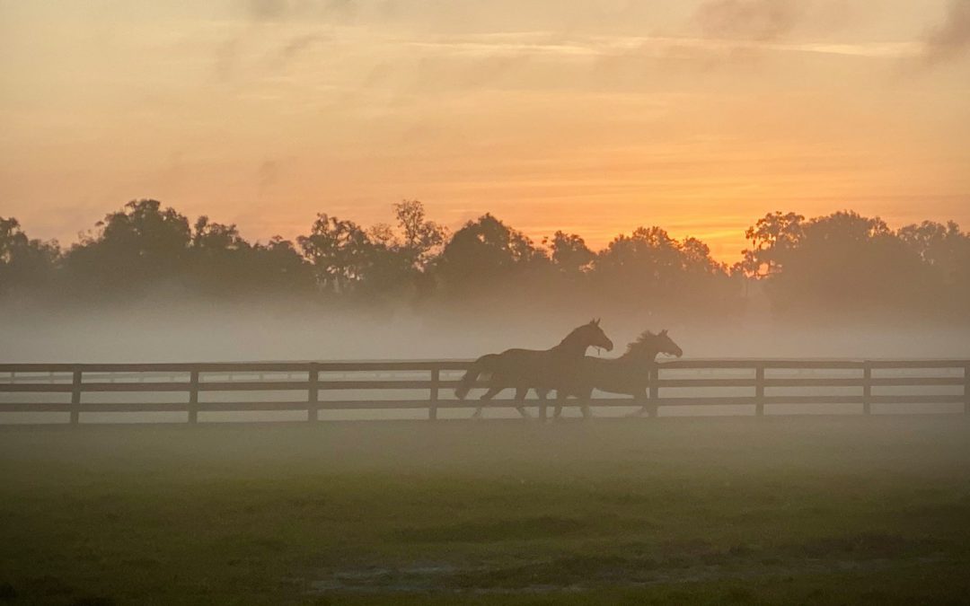 Horse Farm Preservation