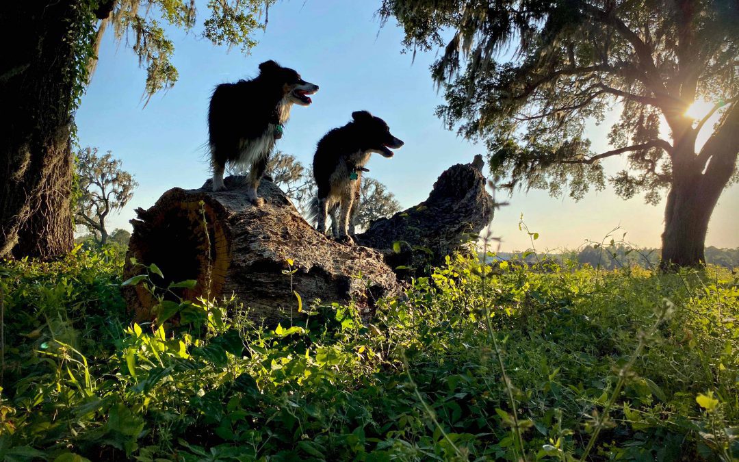New & Renewing Members in the Dog Days of Summer