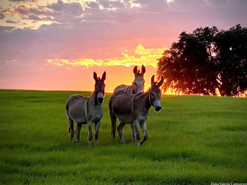 Elma_donkeys_sunset2_1