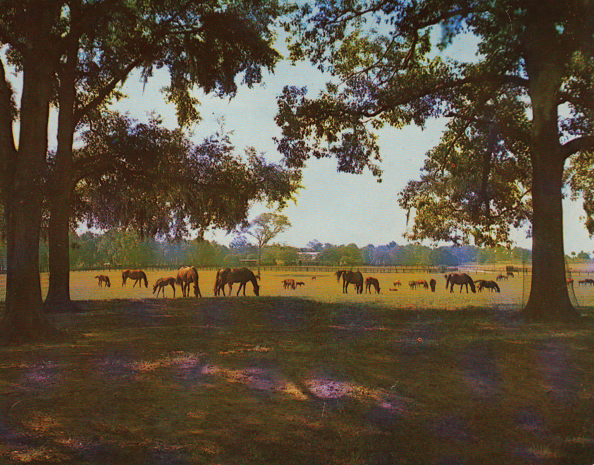 Rosemere postcard by Jim Jernigan