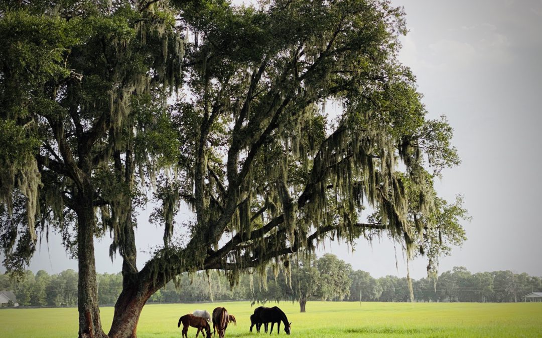 Marion County Should Protect A Unique Resource: Its Horse Farms