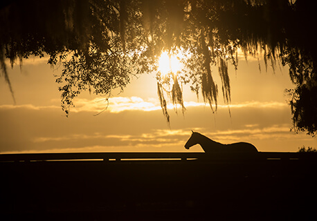 Golden Ocala