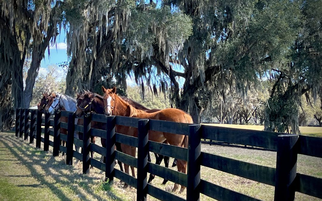 Horse Farms Forever® Amends the Comprehensive Plan