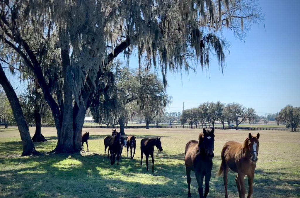 Like Our Horses, We Are Stronger Together