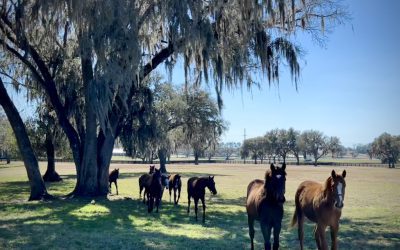 Like Our Horses, We Are Stronger Together