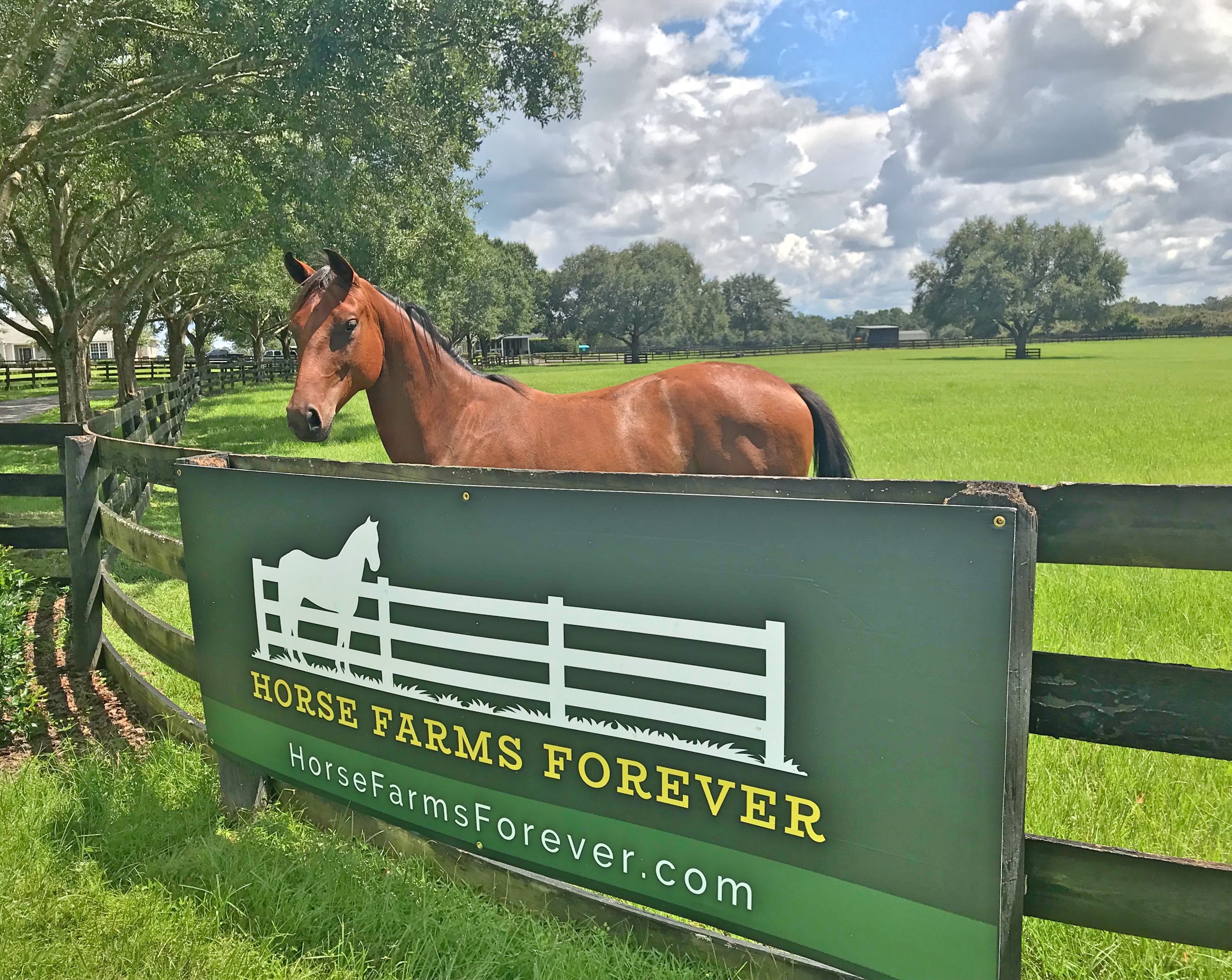 HFF banner_horse