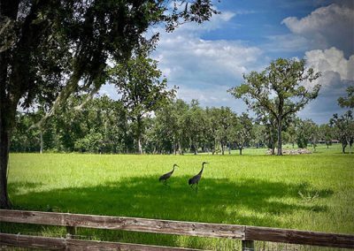 Cranes In Field
