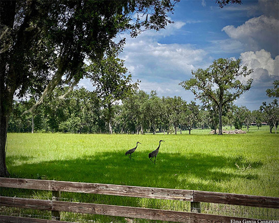 Cranes In Field