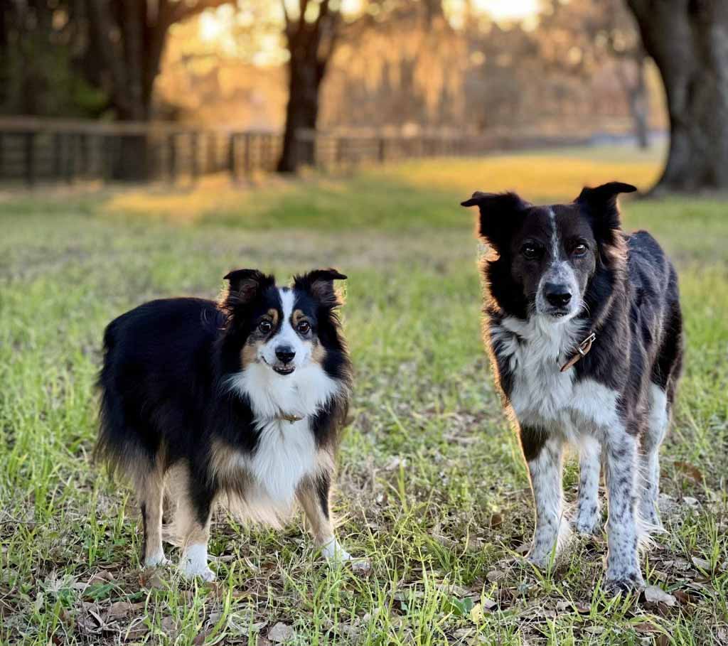 dog-photo