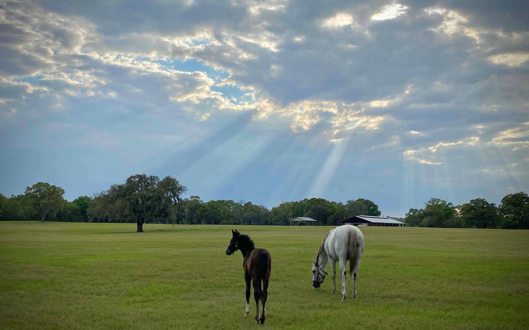 Agricultural Lot Splits – What’s the Plan Stan?