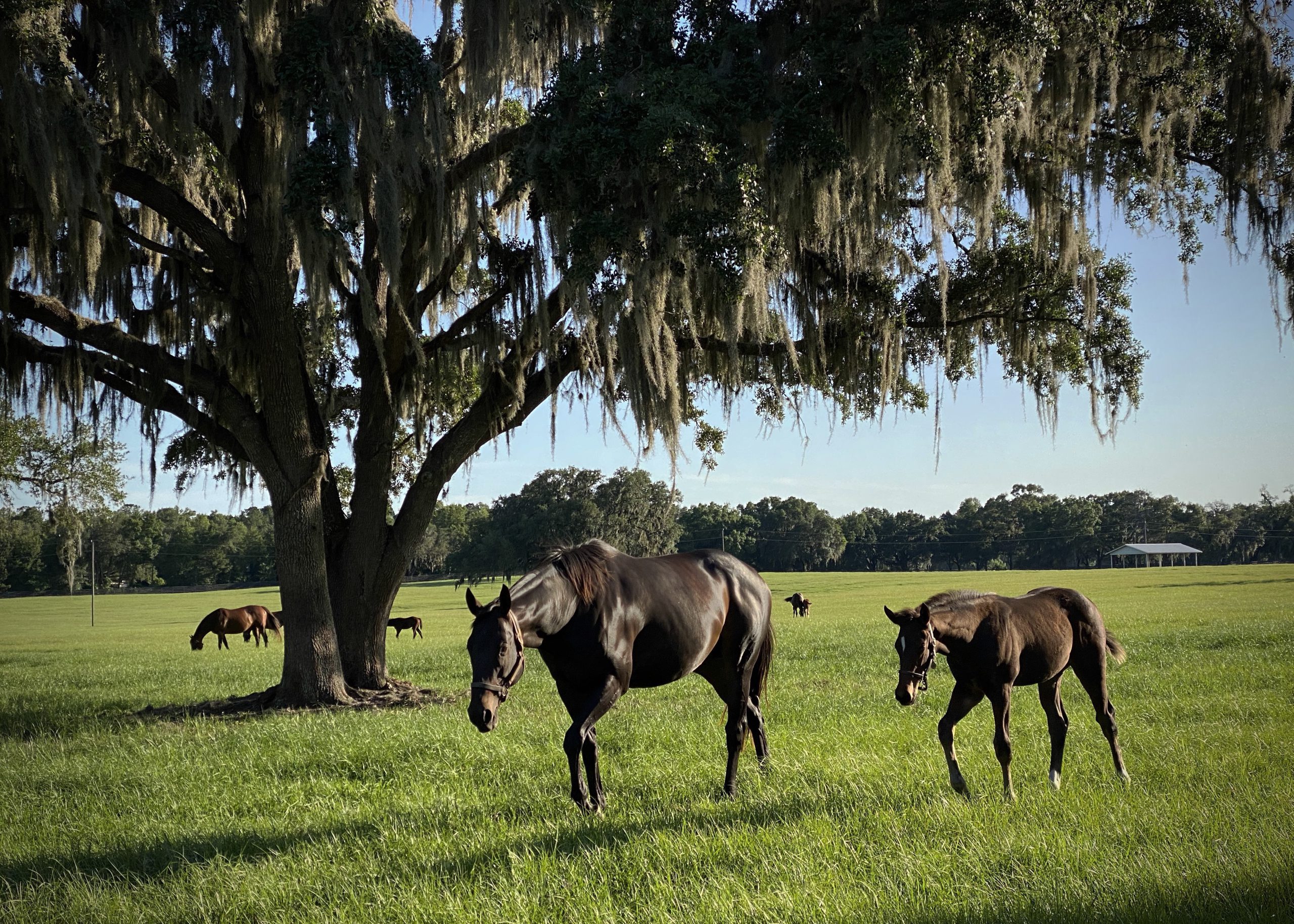 Elma_brown_mare_foal