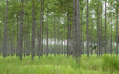 John and Shirley Rudnianyn Honored with the Acorn Conservation Award