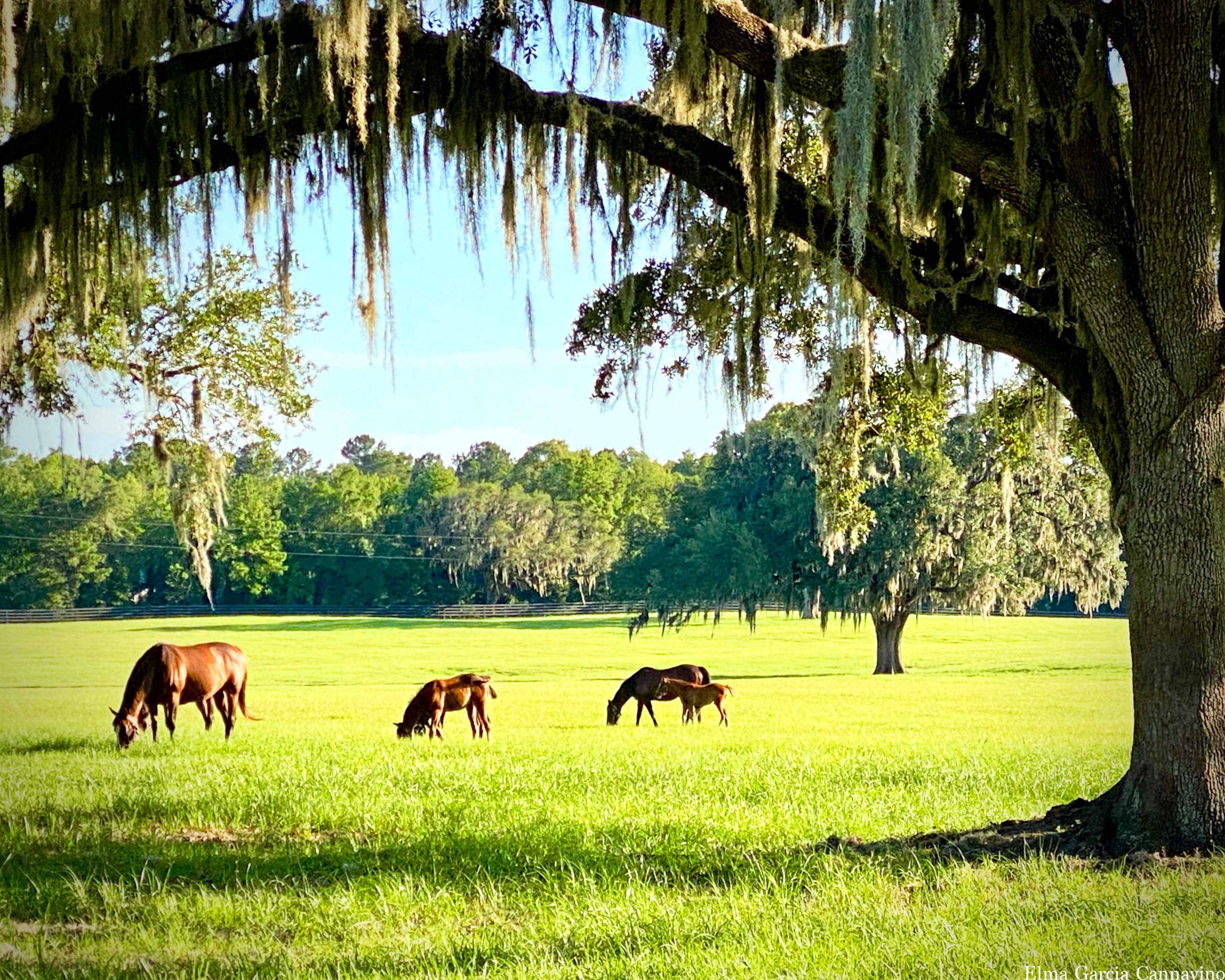 Elma_grazing_trees_1