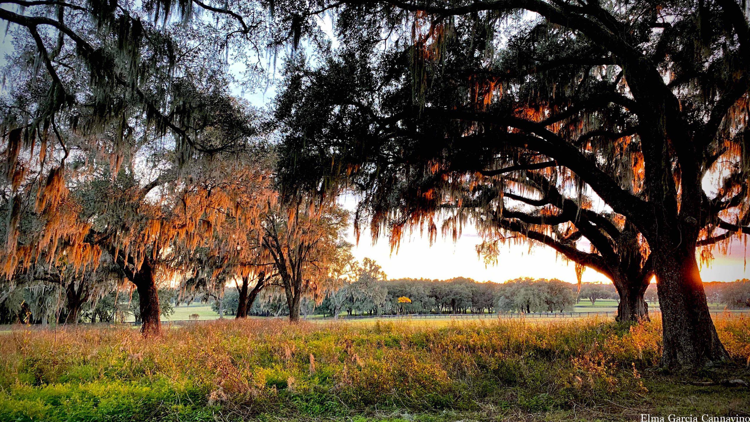 Elma_golden_trees_1