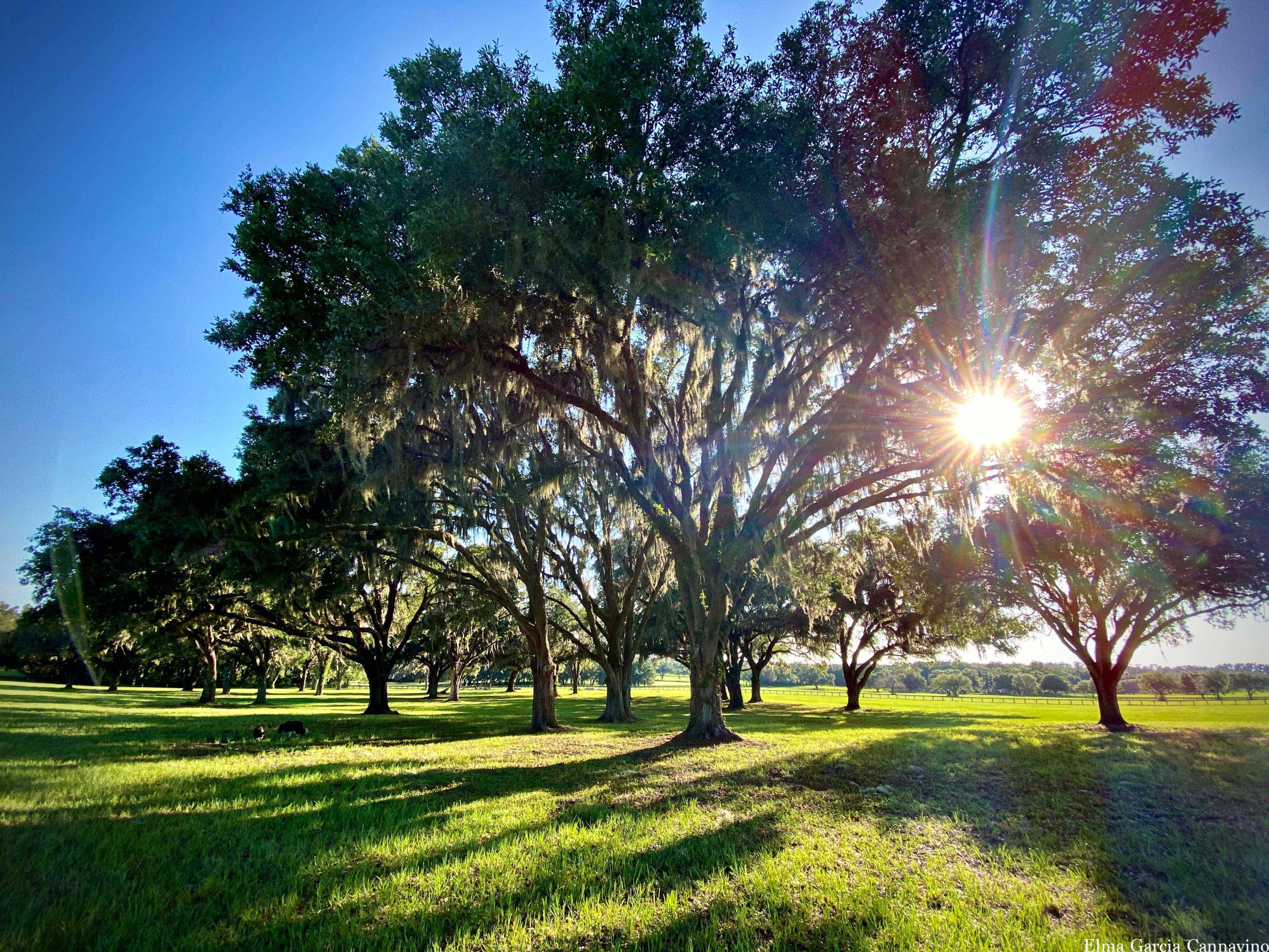 Elma_pasture_sun_copy_1