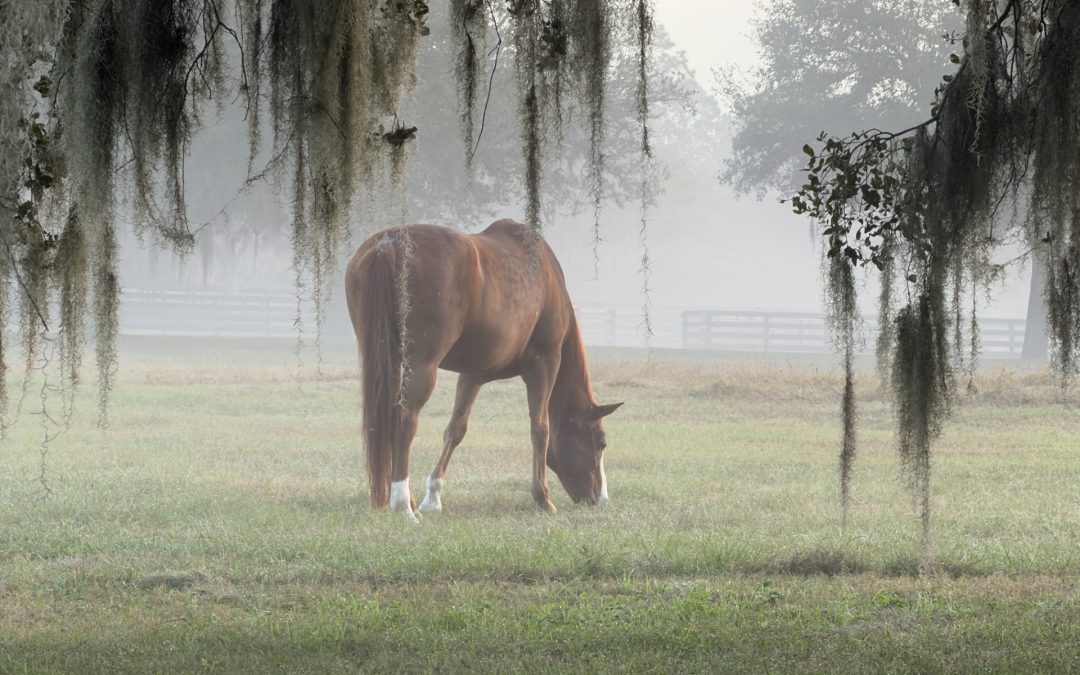 Ocala’s Greatest Treasure Is Under Our Feet