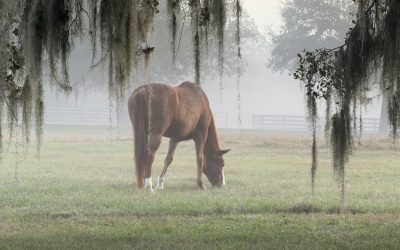 Ocala’s Greatest Treasure Is Under Our Feet