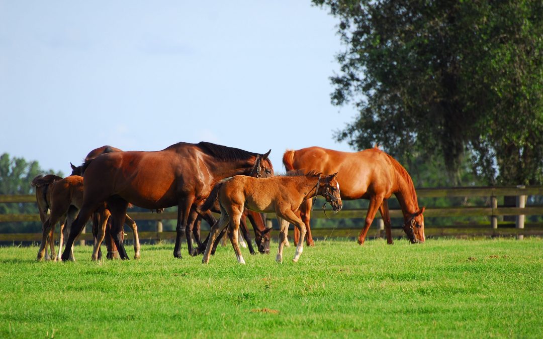 Where Champions Train: An Exclusive Morning at Bridlewood Farm