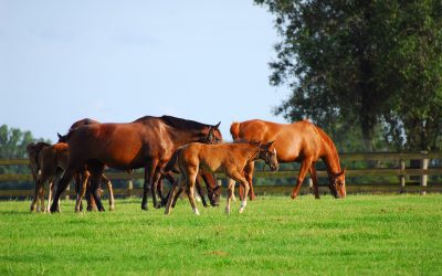Where Champions Train: An Exclusive Morning at Bridlewood Farm